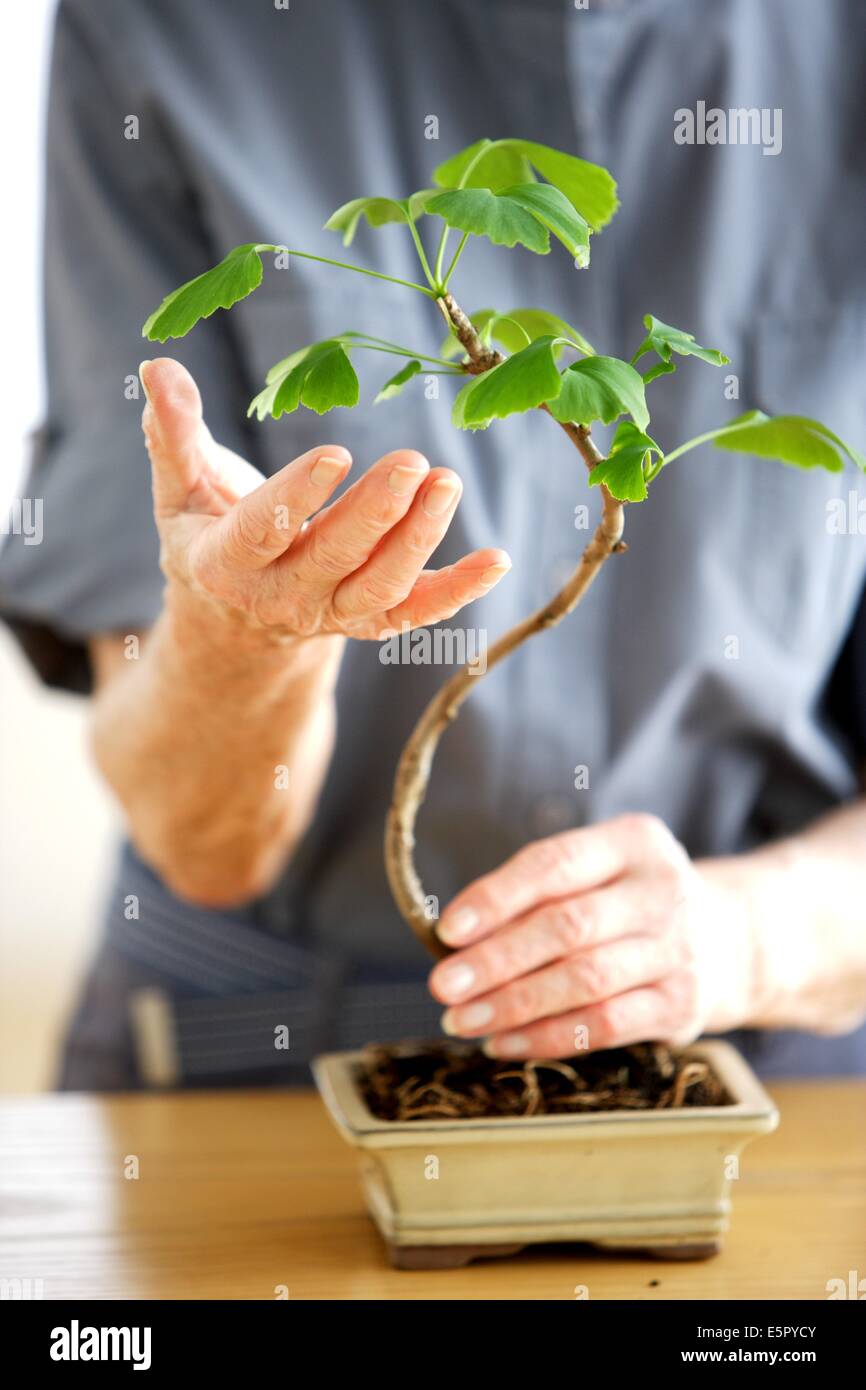 Femme avec Bonsai. Banque D'Images