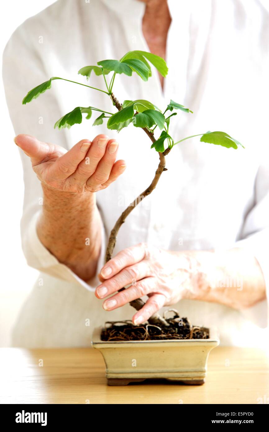 Femme avec Bonsai. Banque D'Images