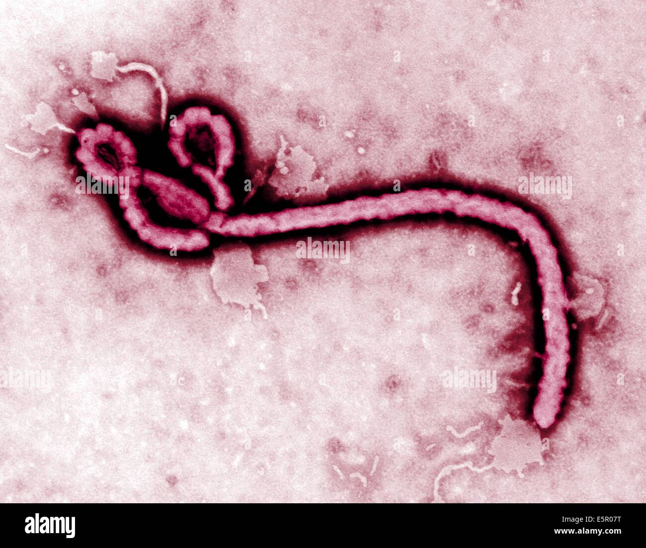 Renforcement de couleur Micrographie électronique à transmission (TEM) du virus ebola, un virus à ARN (filovirus) qui provoque une fièvre hémorragique. Banque D'Images