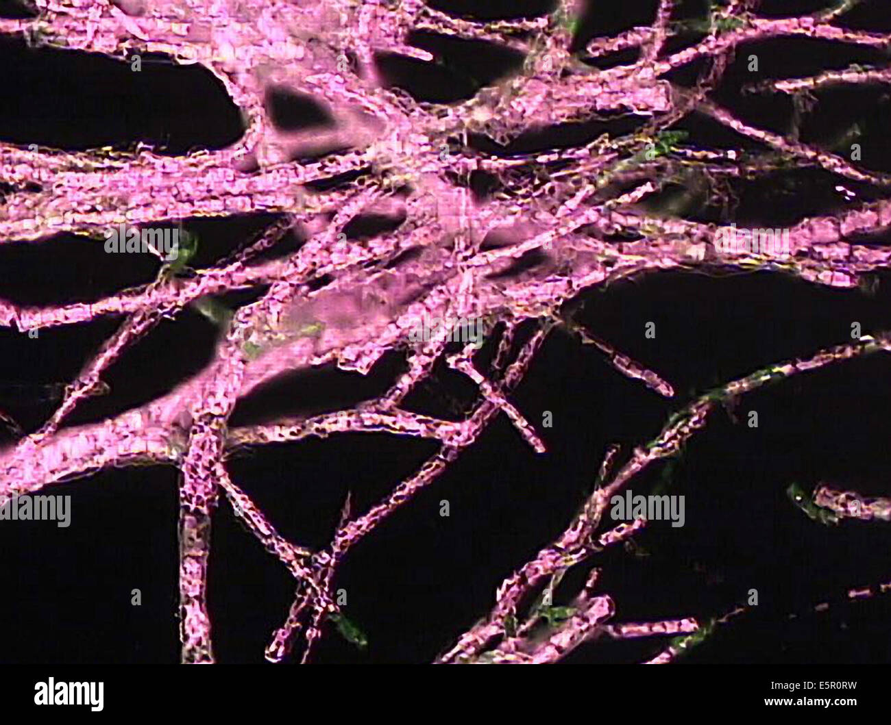 D'Ectocarpus siliculosus photomicrographie, cette algue produit fluorescence naturelle lorsqu'ils sont exposés aux rayons ultraviolets. Banque D'Images