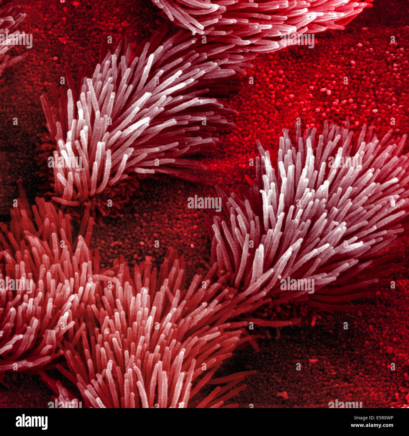 L'analyse des électrons Microphotographie (SEM) de l'épithélium de la trachée pulmonaire qui se compose de cellules ciliées et non les cellules ciliées. Banque D'Images