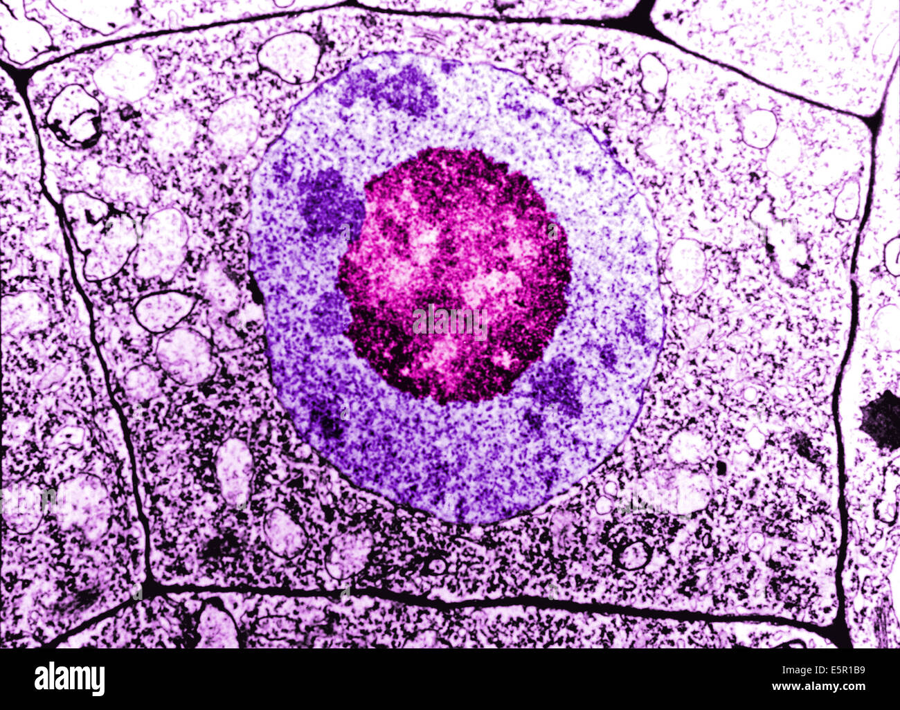 La microscopie électronique d'une cellule humaine normale, la membrane ...