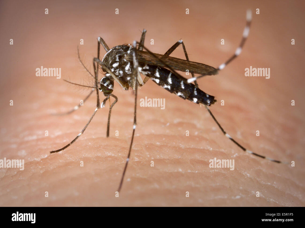 Moustique Aedes albopictus se nourrissant d'un sang humain. Ce moustique est le vecteur de plusieurs maladies telles que le chikungunya, à l'Ouest Banque D'Images