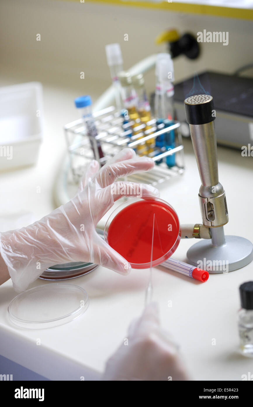 Laboratoire d'analyses médicales de l'hôpital, un technicien est l'ensemencement des bactéries sur gélose de pétri pour analyse bactériologique. Banque D'Images