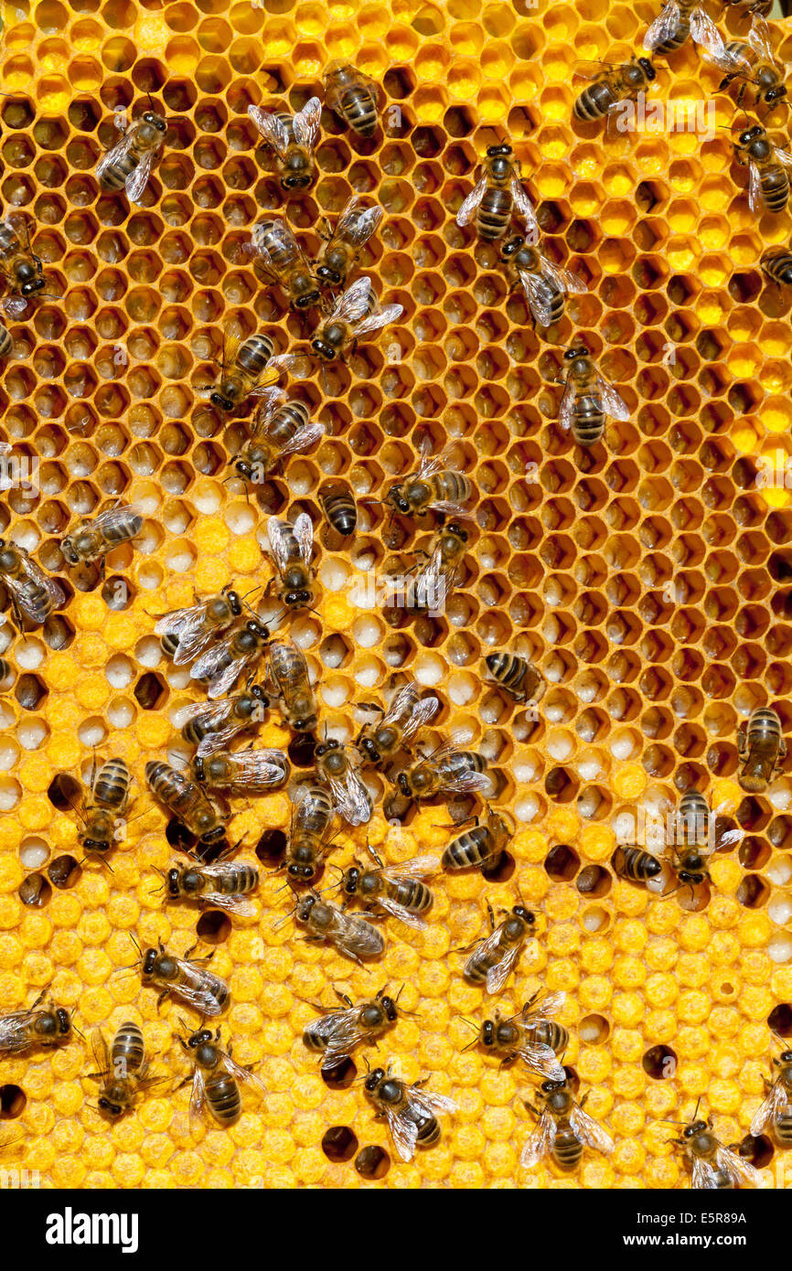 Nourrices dans une couvée montrant trois stades de développement de l'abeille : les oeufs, larves et nymphes. Banque D'Images
