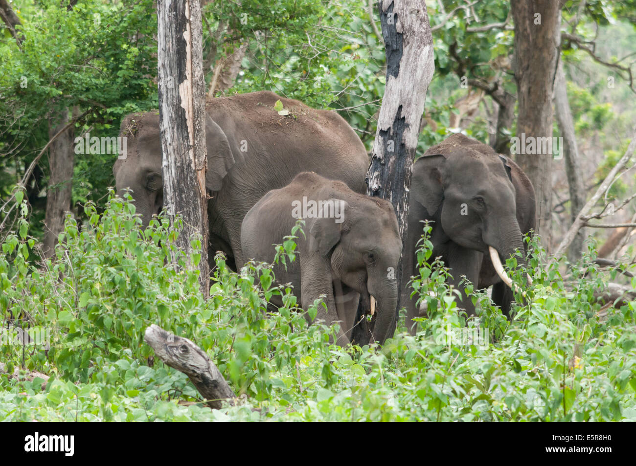 Les éléphants indiens Banque D'Images