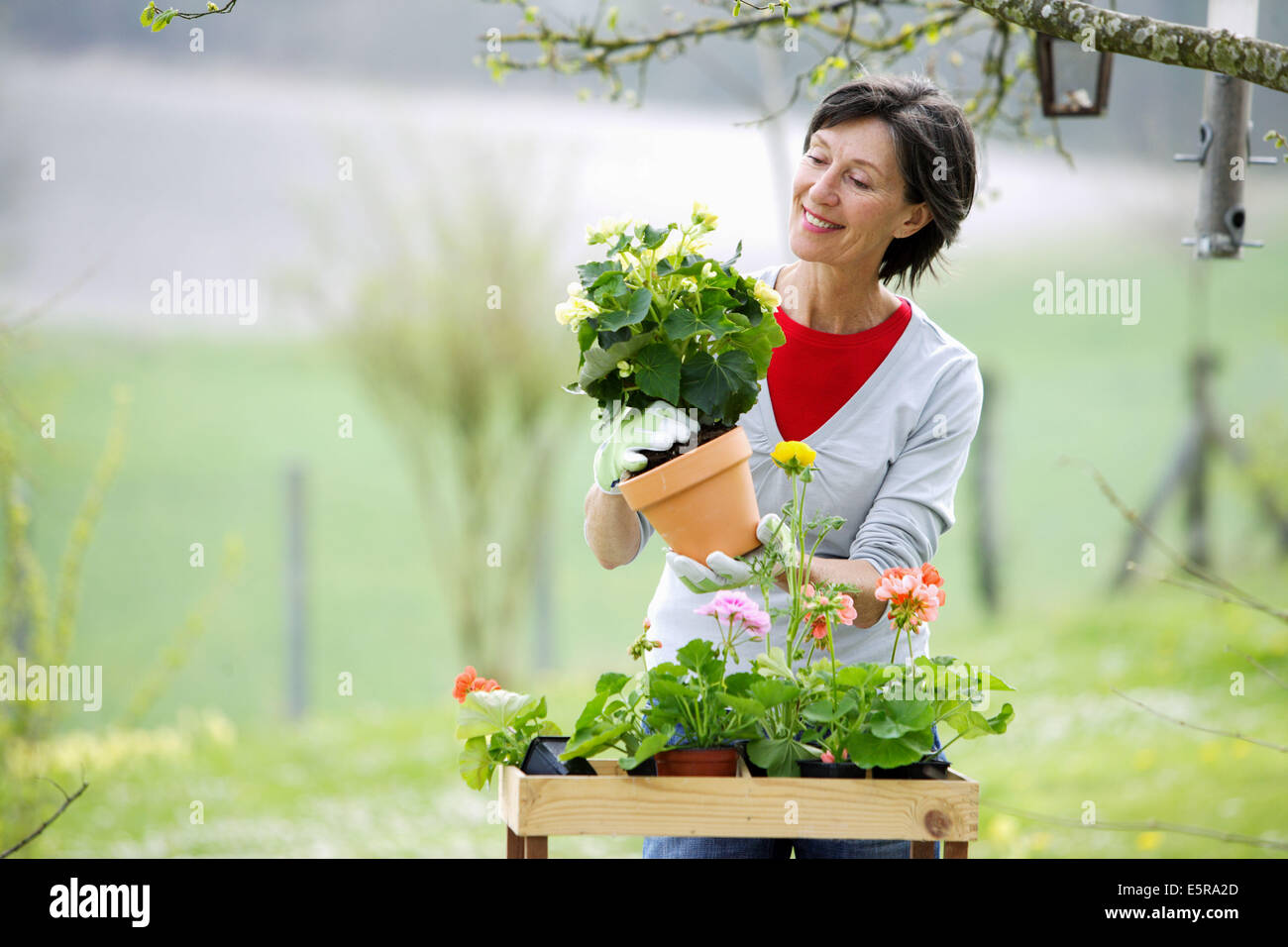 Senior woman potting fleurs dans le jardin. Banque D'Images