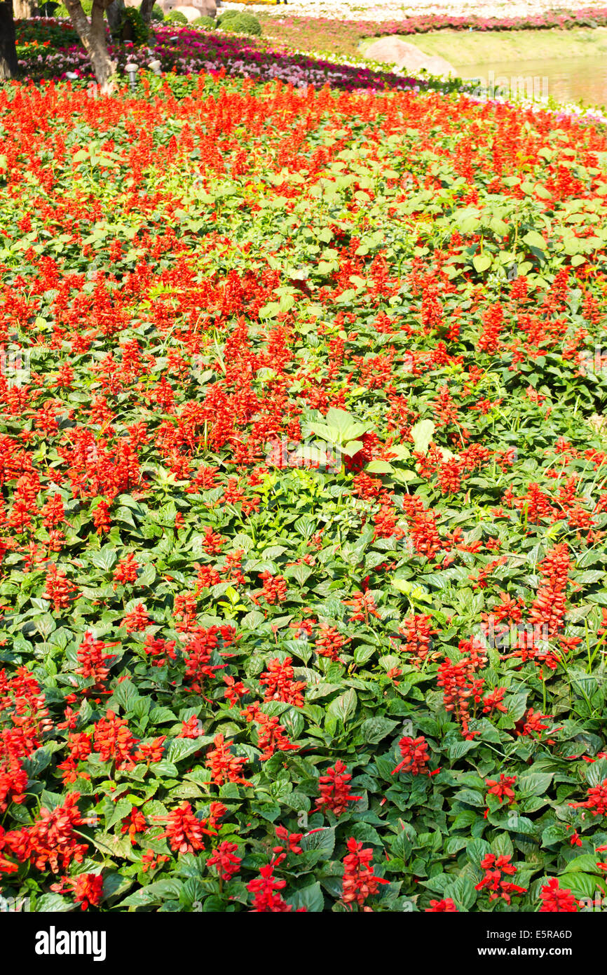 Salvia rouge dans le jardin de fleurs Banque D'Images