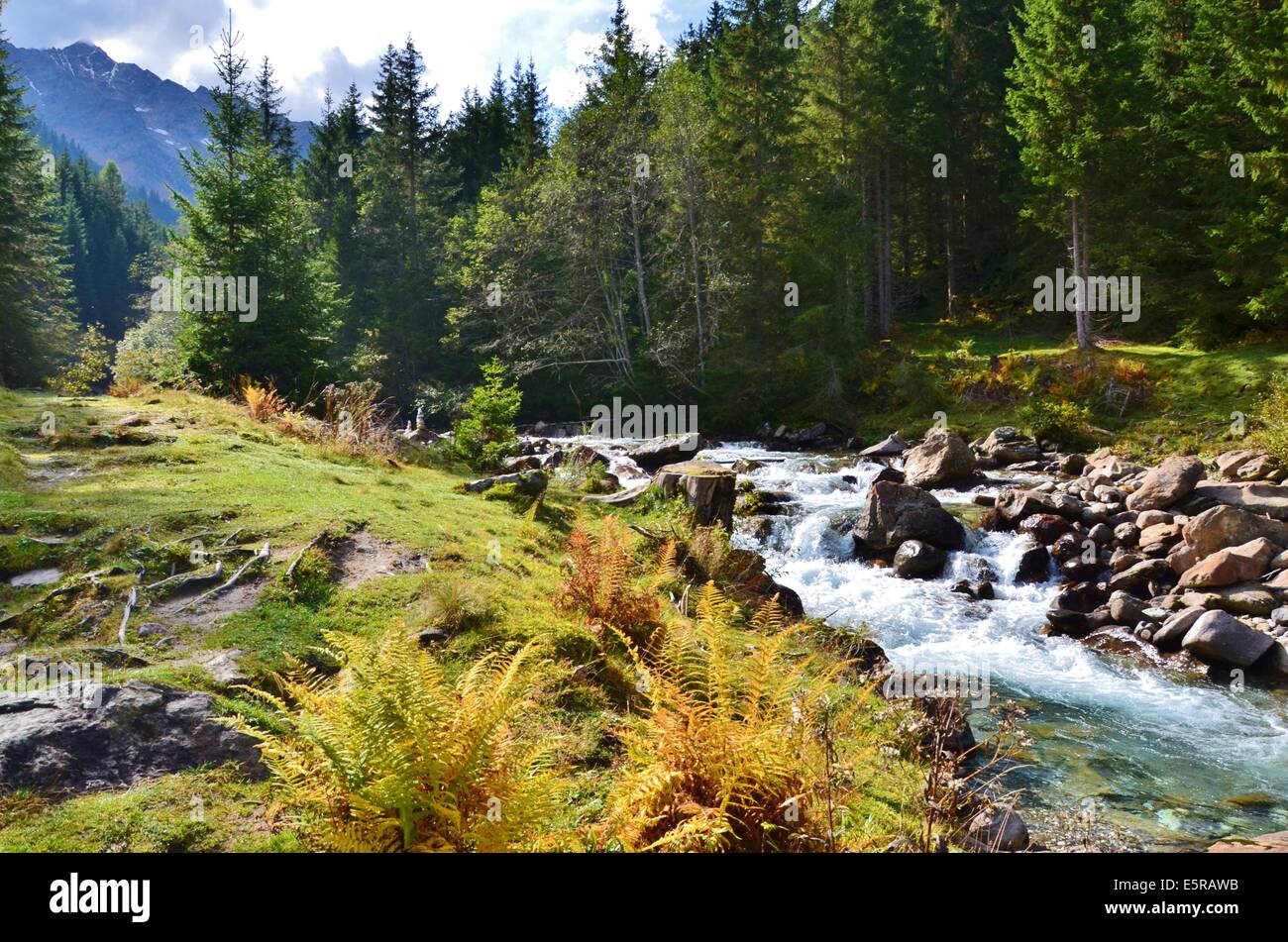 Vallée de Gschnitz dans autmn Gschnitz, rivière, fougère, fougère Banque D'Images