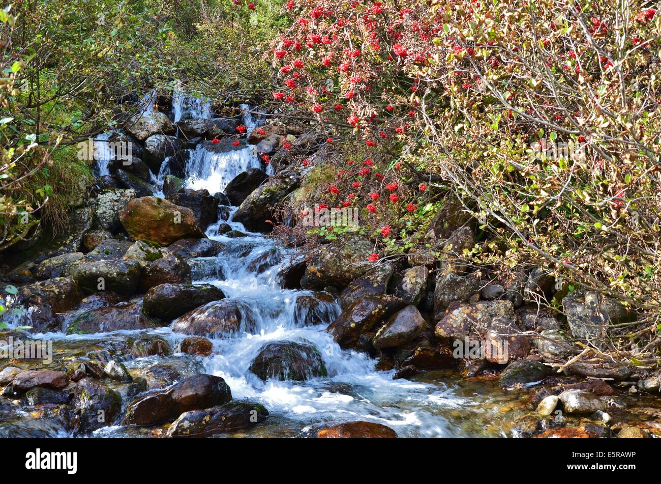 Vallée de Gschnitz, Alpine brook en automne, les arbres rowan Banque D'Images