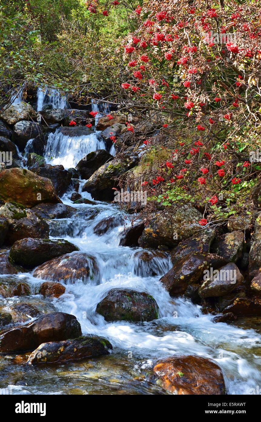 Vallée de Gschnitz, Alpine brook en automne, les arbres rowan Banque D'Images