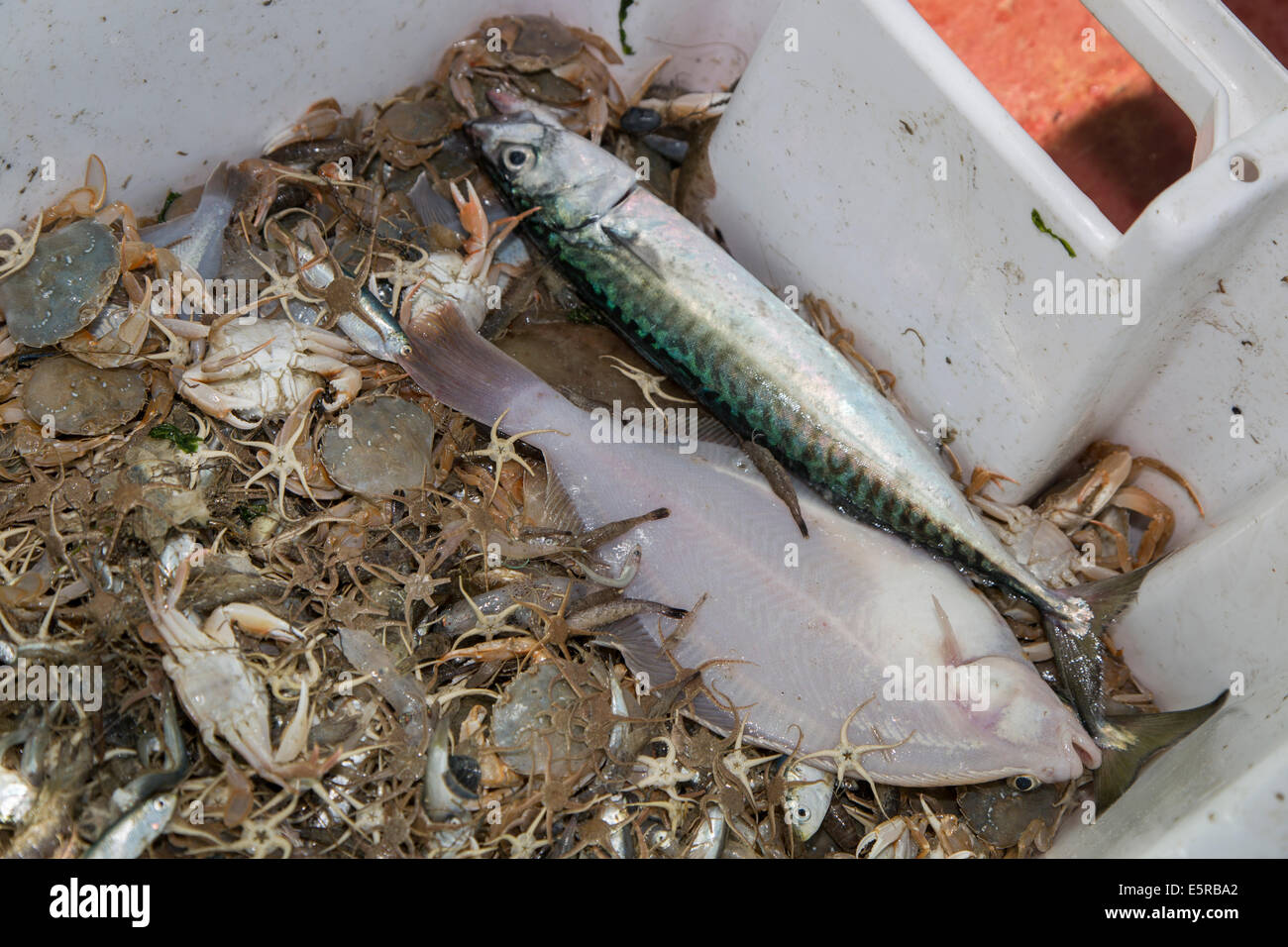 Les prises accessoires, comme le poisson, les étoiles de mer et crabes triés dans le panier en plastique sur les crevettes voile la pêche des crevettes sur la mer du Nord Banque D'Images