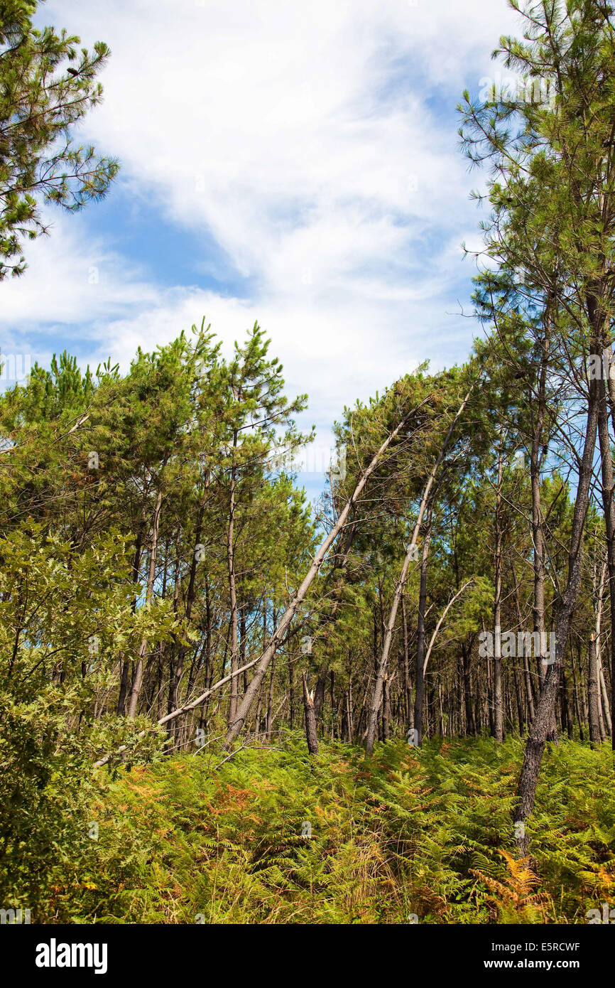 Les dommages causés sur la forêt des Landes par la tempête Klaus le 24 janvier 2009, Gironde, France. Banque D'Images