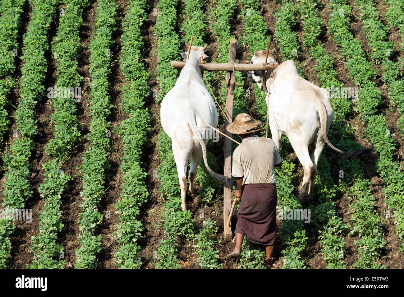 Labourer le champ d'arachide, près de Kangyi, la Division de Magway, Myanmar. Banque D'Images