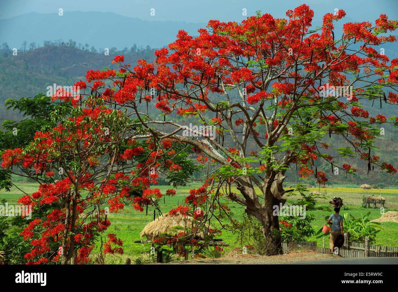 Flame Tree, près de Kangyi, la Division de Magway, Myanmar. Banque D'Images