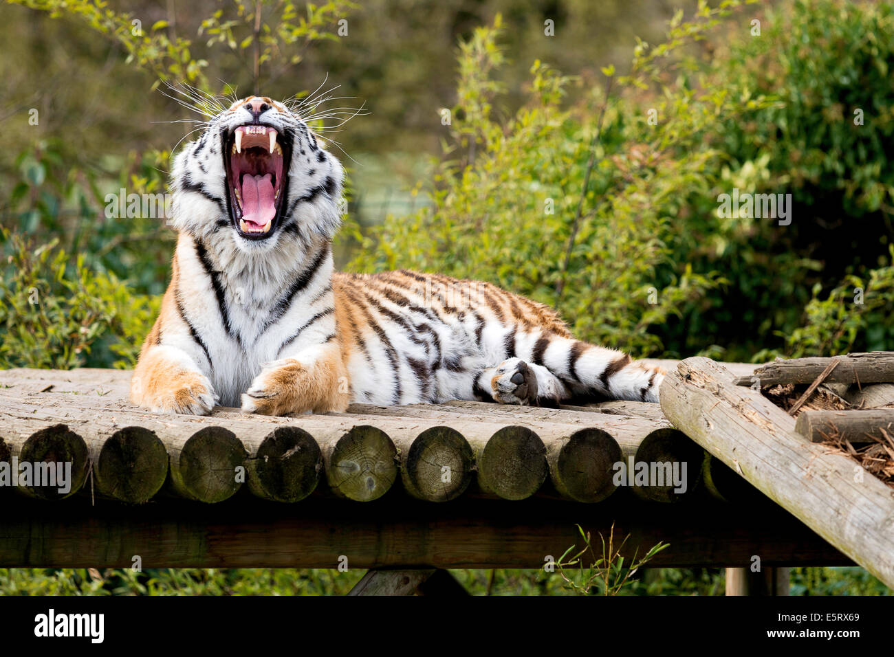 Tiger bâillement au Paradise Wildlife Park, Brouxbourne, Hertfordshire, Royaume-Uni Banque D'Images