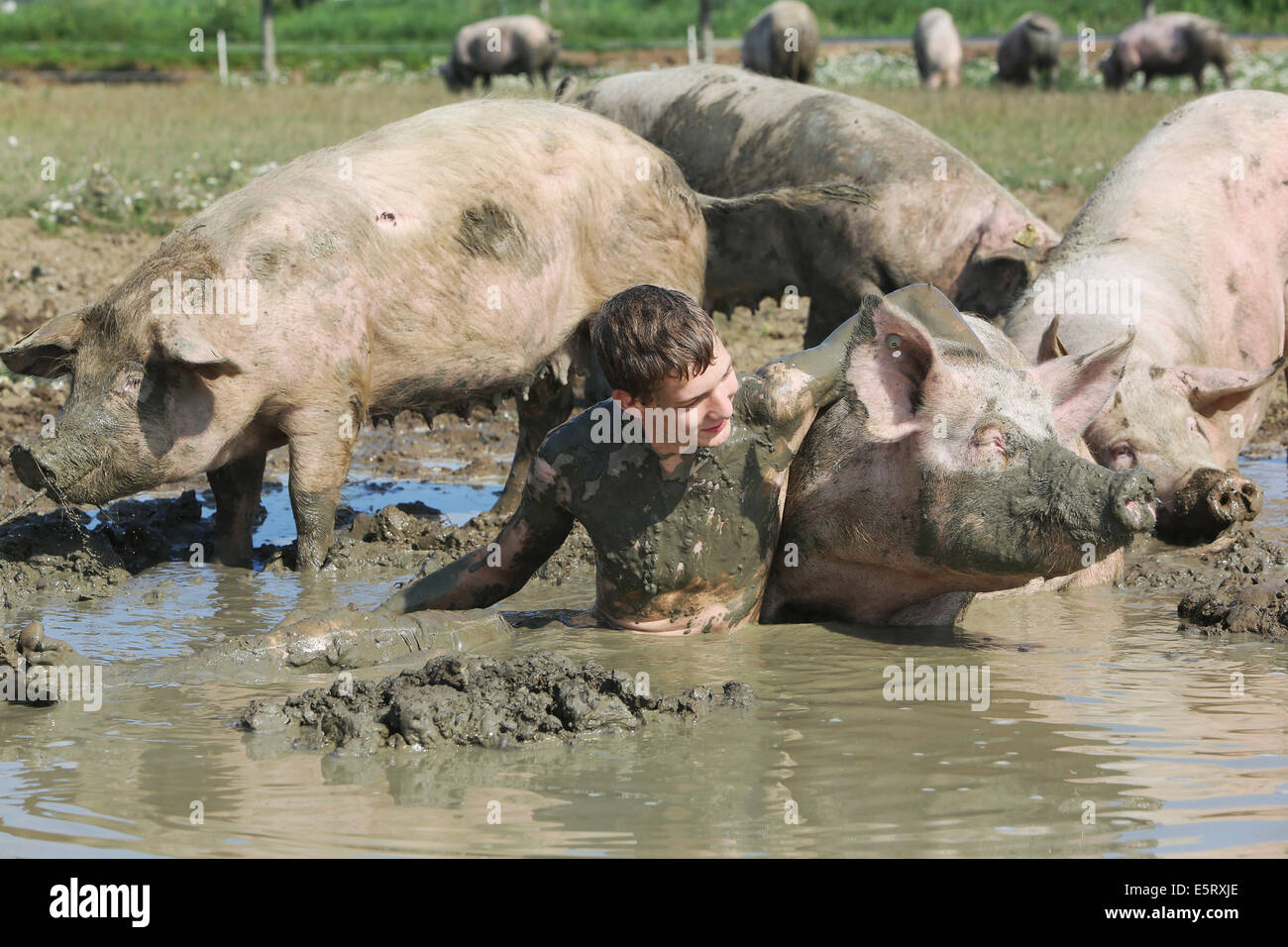 HEDEL - Une surprise inattendue pour les truies d'éleveur porcin Andries van den Bogert dans la ville hollandaise Hedel Mardi 5-8-2014. Le 18-year-old Jochem van den Bogert, fils de l'éleveur porcin, a voulu personnellement à l'expérience de ce que les porcs doit passer à travers comme ils prennent un bain de boue. Et donc, avec une partie des 130 truies, il a pris un bain avec la graisse mesdames. "Agréable et certainement utile de les répéter," a-t-il conclu. Jochem va bientôt avoir plus de l'exploitation porcine biologique de son père. Van den Bogert est le propriétaire de 130 truies biologiques et 900 porcs de viande qui peut aller à l'extérieur quand ils le veulent. Tous les jours ils expan Banque D'Images