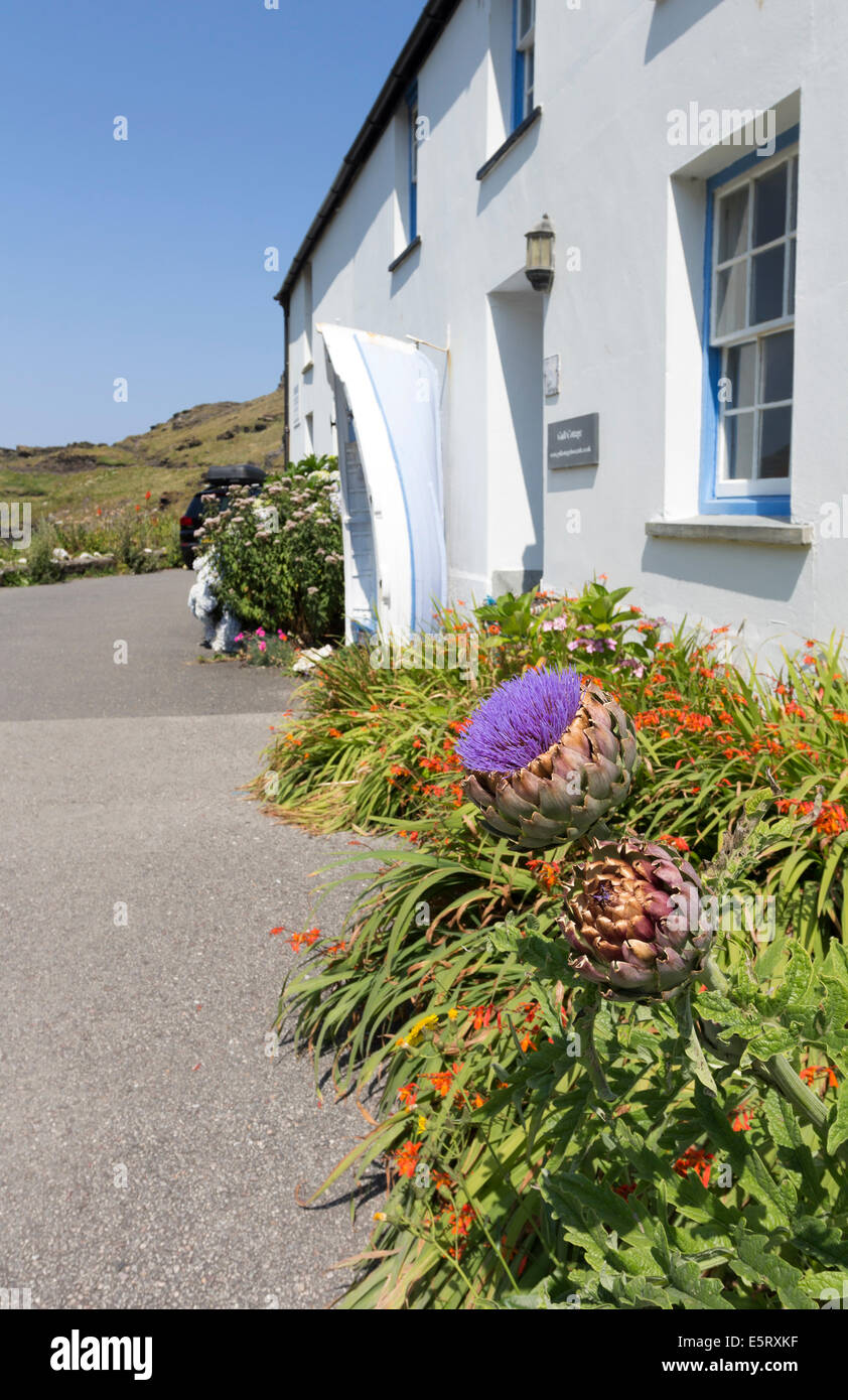 Jardin avec fleurs, Artickoke Angleterre Cornwall Wadebridge Banque D'Images