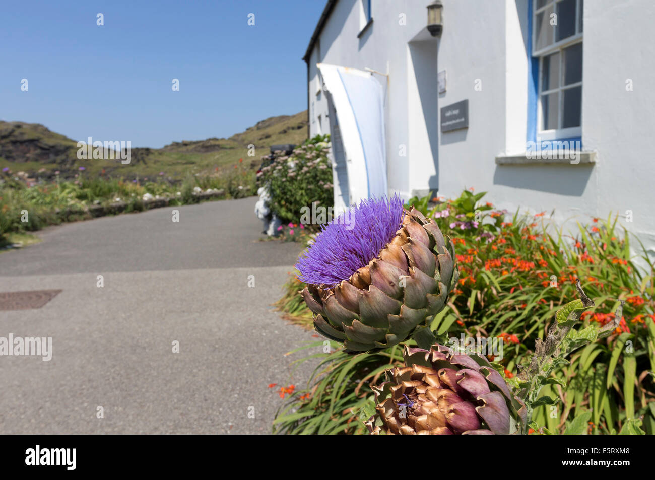 Jardin avec fleurs d'Artichaut Boscastle, Cornwall, Angleterre Banque D'Images