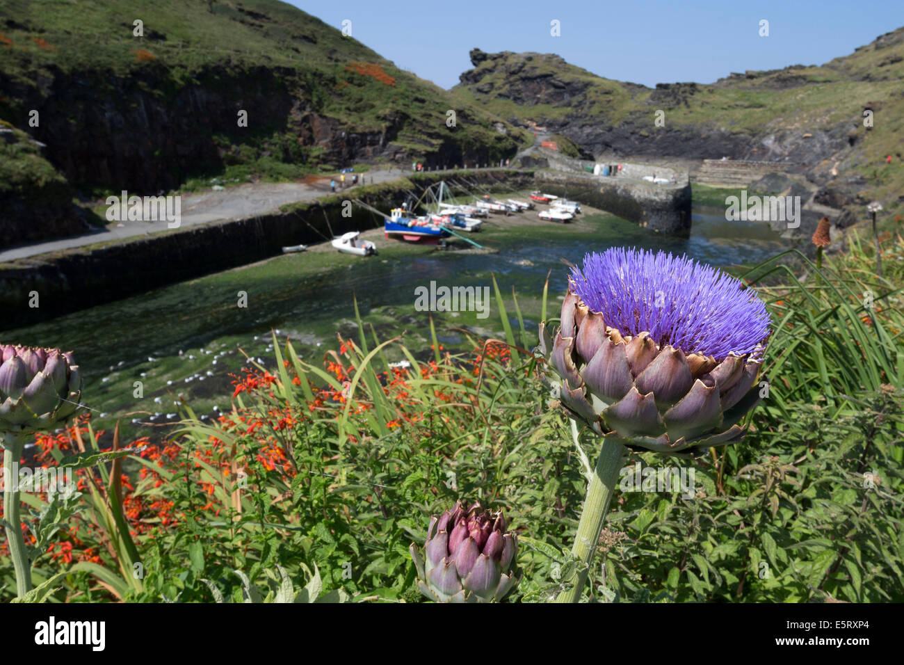 Fleurs d'artichaut avec Boscastle Harbour dans l'arrière-plan l'Angleterre Cornwall Banque D'Images