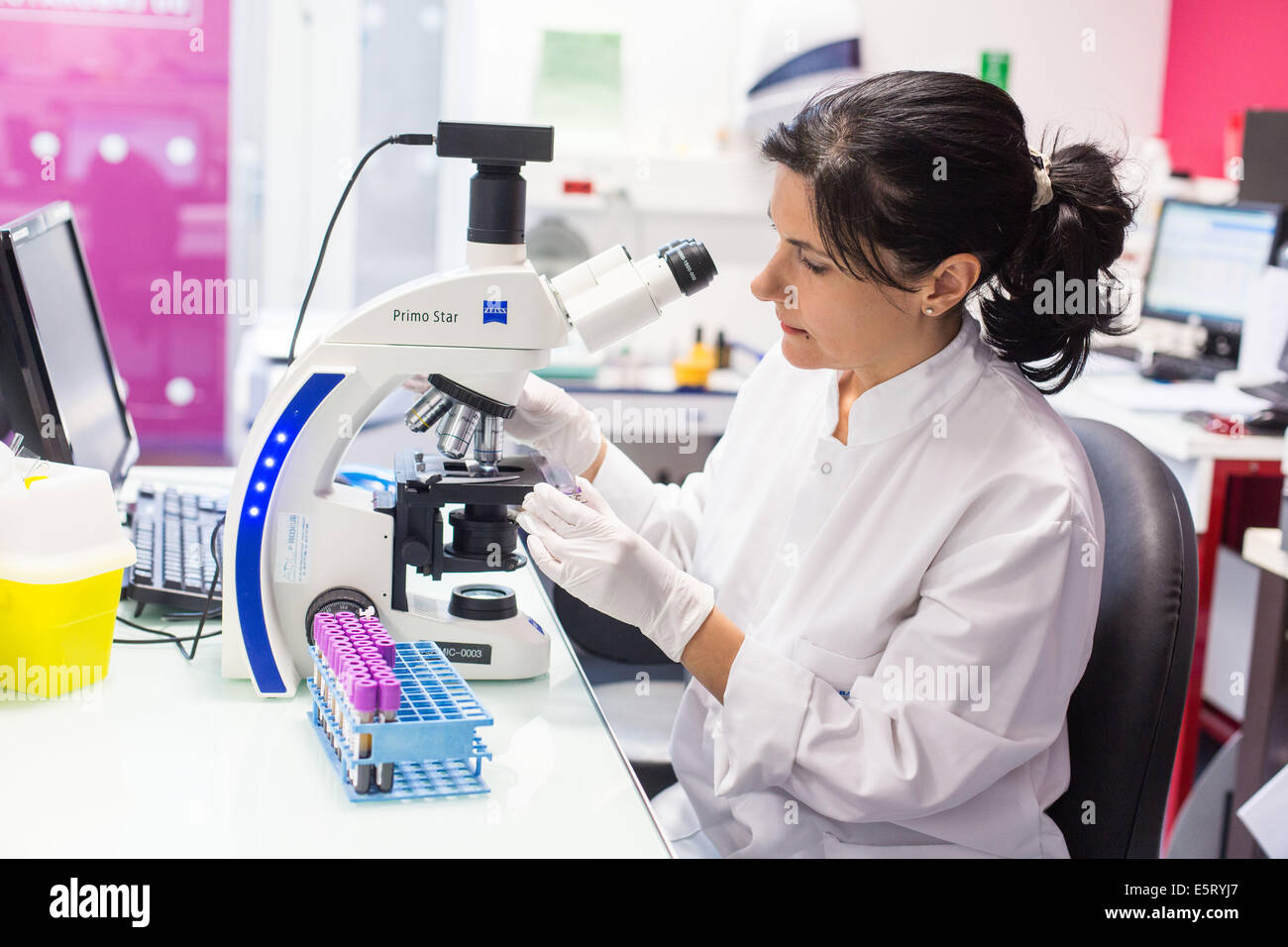 À l'aide d'une technicienne d'étude au microscope optique à frottis sanguin dans un laboratoire médical. Banque D'Images