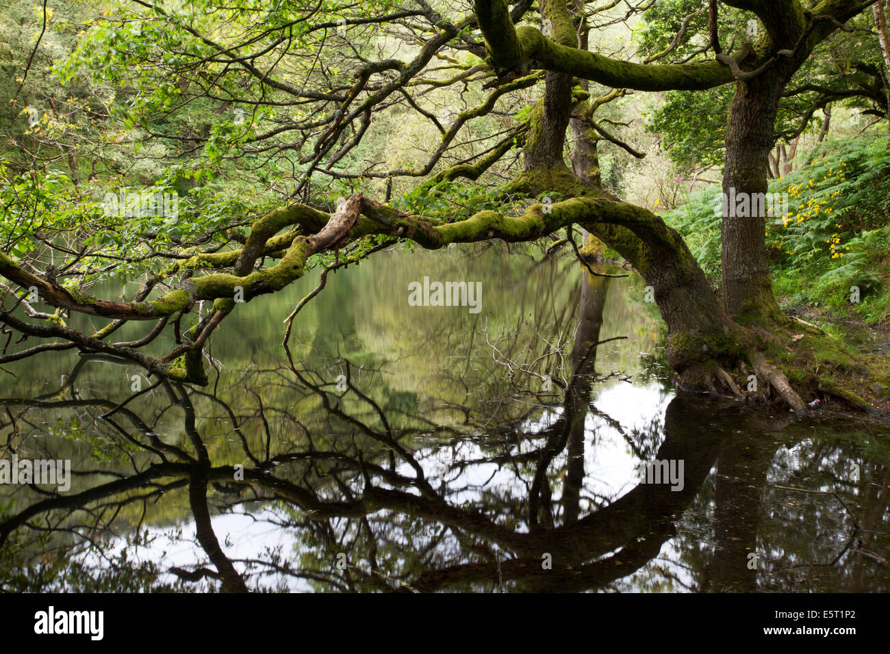 Dans Guisecliff arbres surplombant le Tarn Au nord Yorkshire Angleterre Campsites Canet-en-Roussillon Banque D'Images