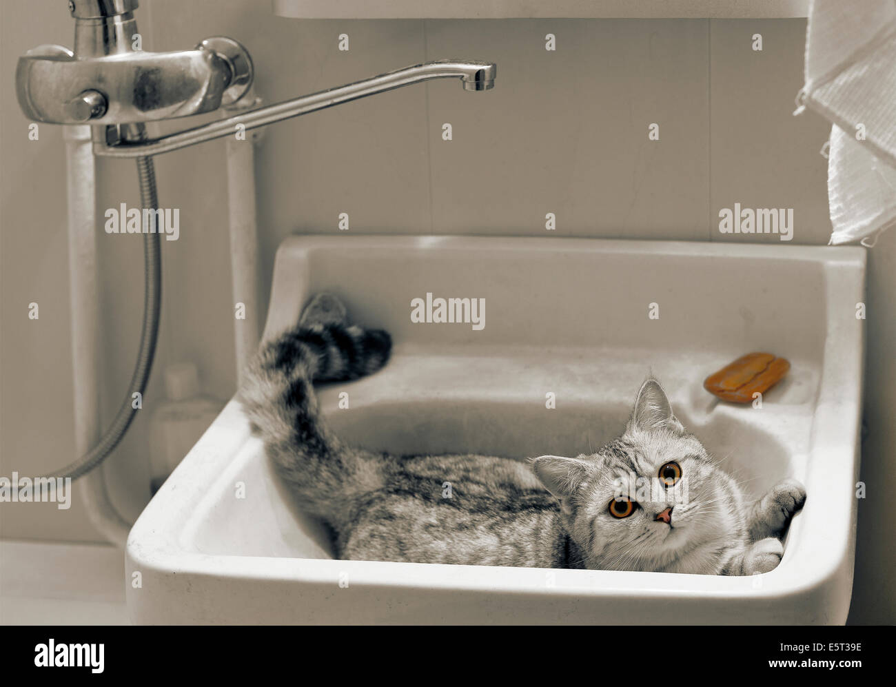 Chat dans les toilettes Banque de photographies et d’images à haute — free download