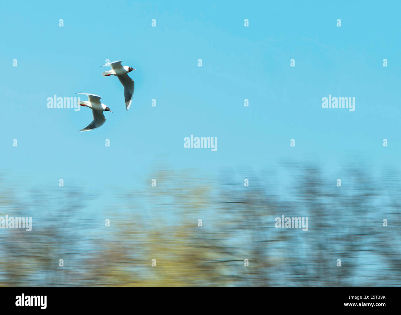 Les goélands du lac, motion Banque D'Images