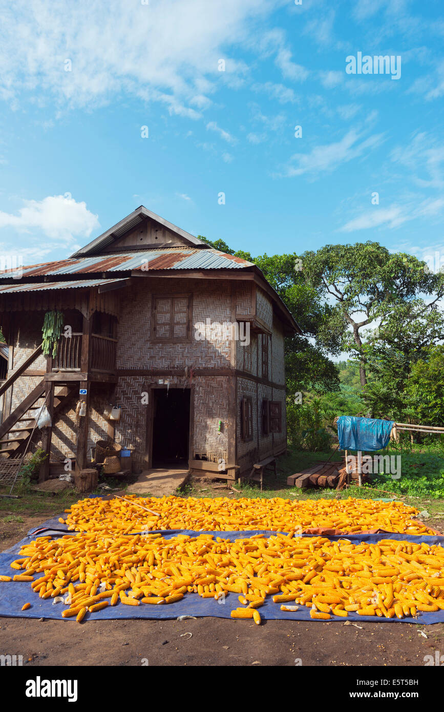 En Asie du sud-est, le Myanmar, le séchage du maïs dans un village de la tribu Hsipaw hill Banque D'Images