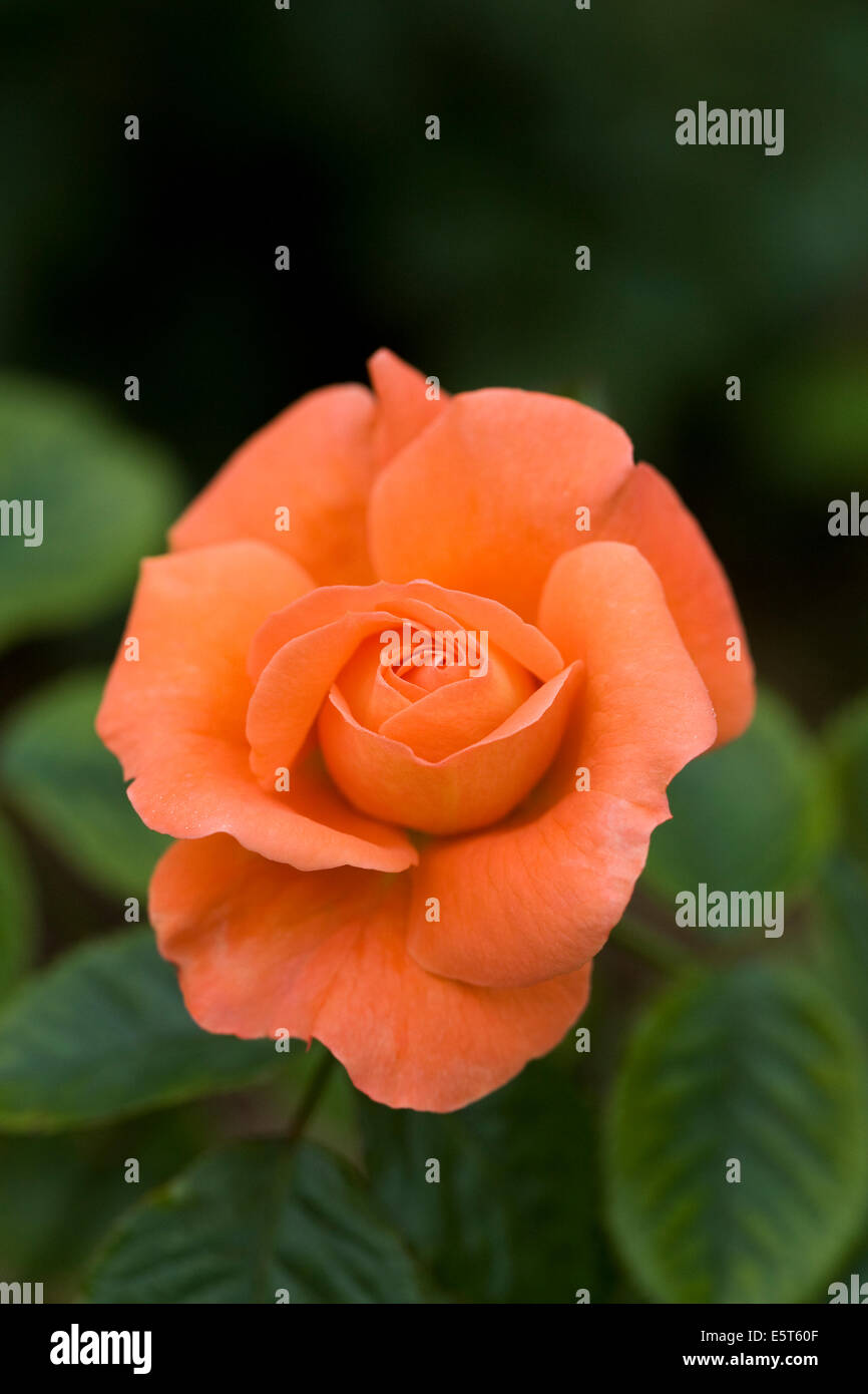 Rosa 'Kendutch (Newsflash)'. Rose Orange. Banque D'Images