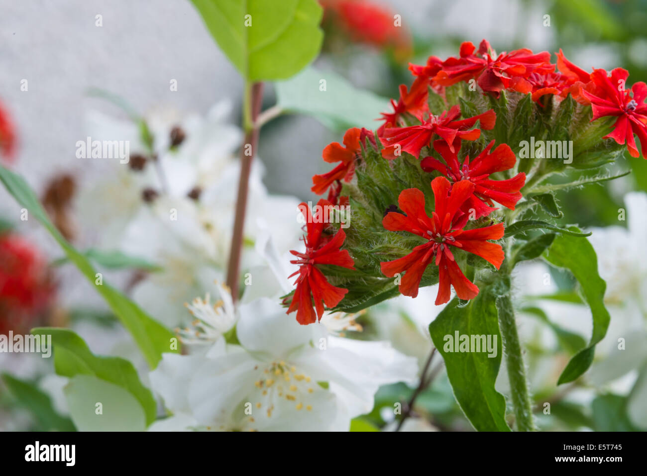 Croix de Malte, Lychnis chalcedonica croissante, aux côtés de la maquette d'oranger, Philadelphus lewisii, dans un jardin au début de l'été Banque D'Images