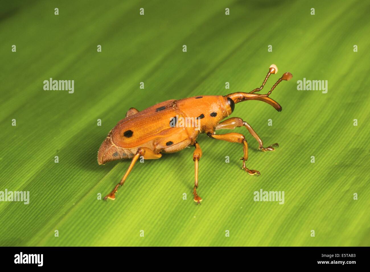 Charançon du palmier (Rhynchophorus sp., Curculionidae). Banque D'Images