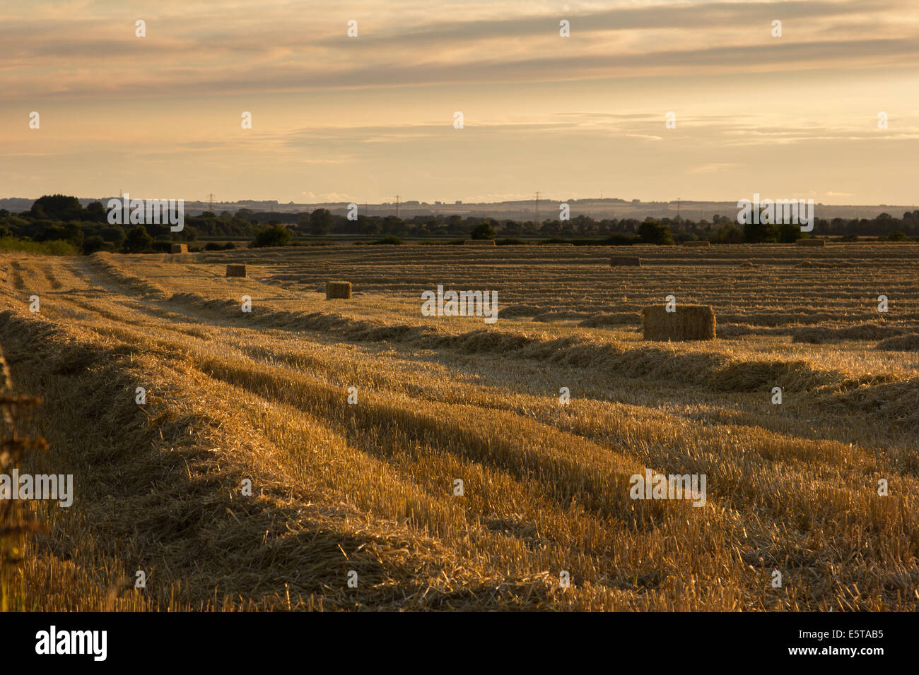 Coucher de soleil sur un champs agricoles dans l'East Yorkshire Banque D'Images