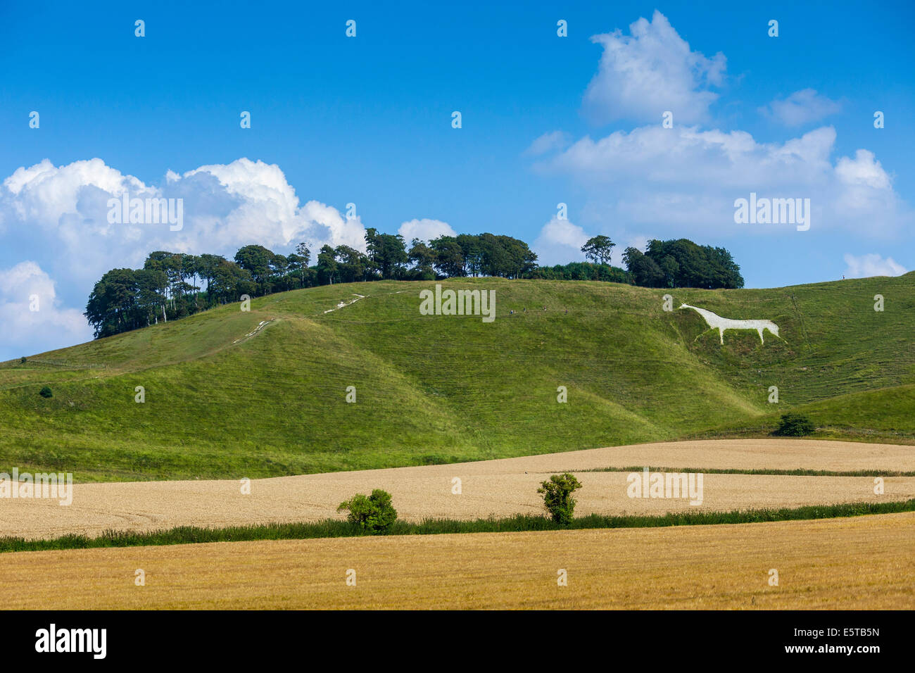 Le Vega Cheval Blanc près de Calne Wiltshire England UK. JMH6250 Banque D'Images