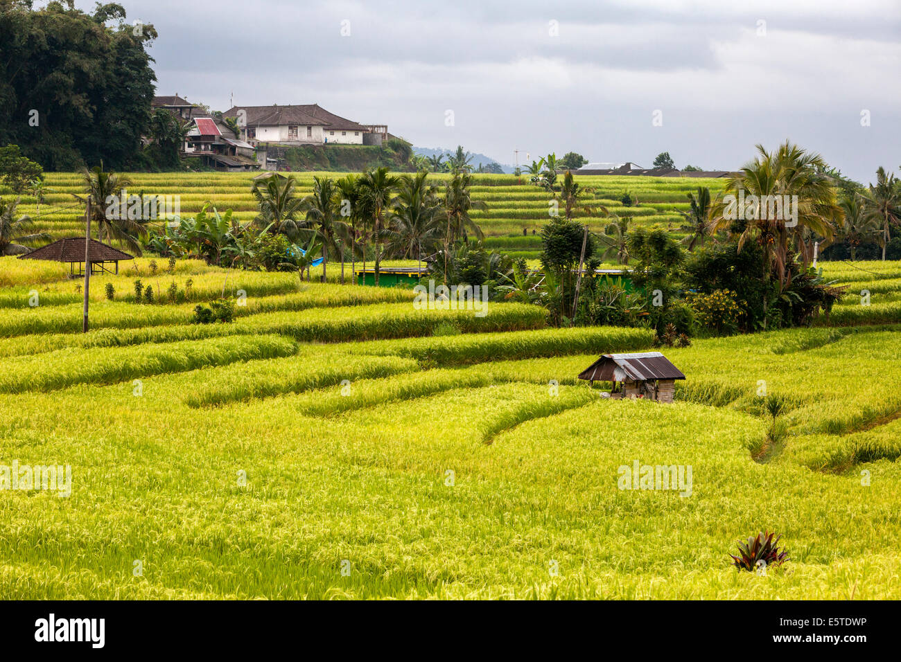 , Jatiluwih Bali, Indonésie. Les Rizières en terrasses. Banque D'Images