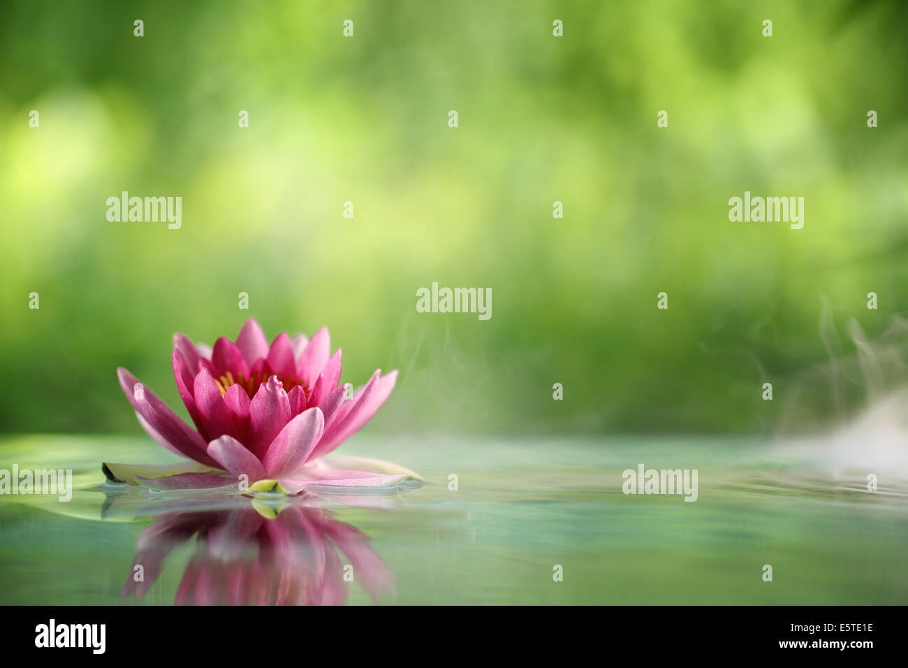 Water Lily flowers blooming in pond Banque D'Images