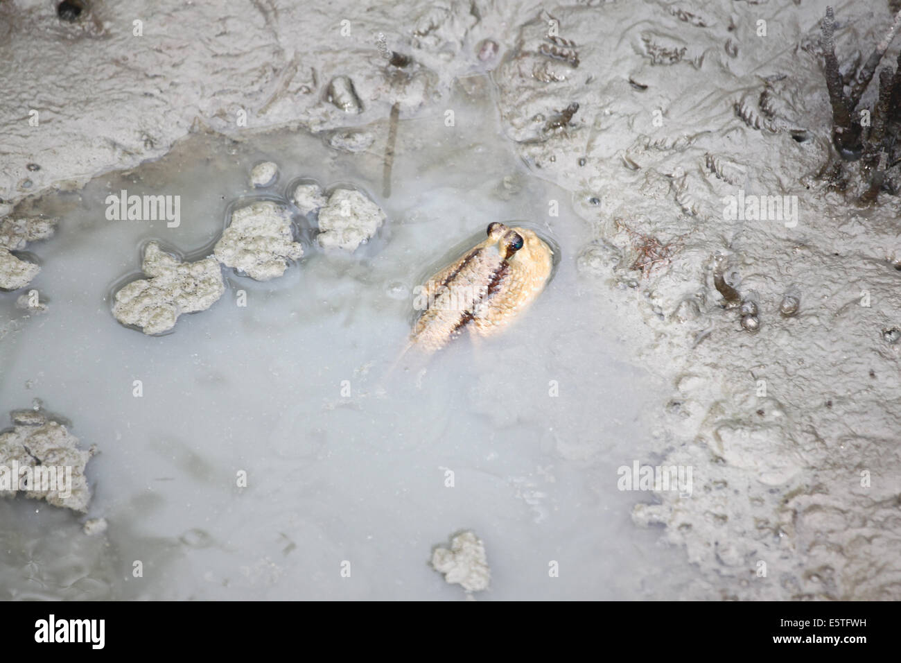 Mudskipper dans la forêt de mangrove de l'Asie la Thaïlande. Banque D'Images