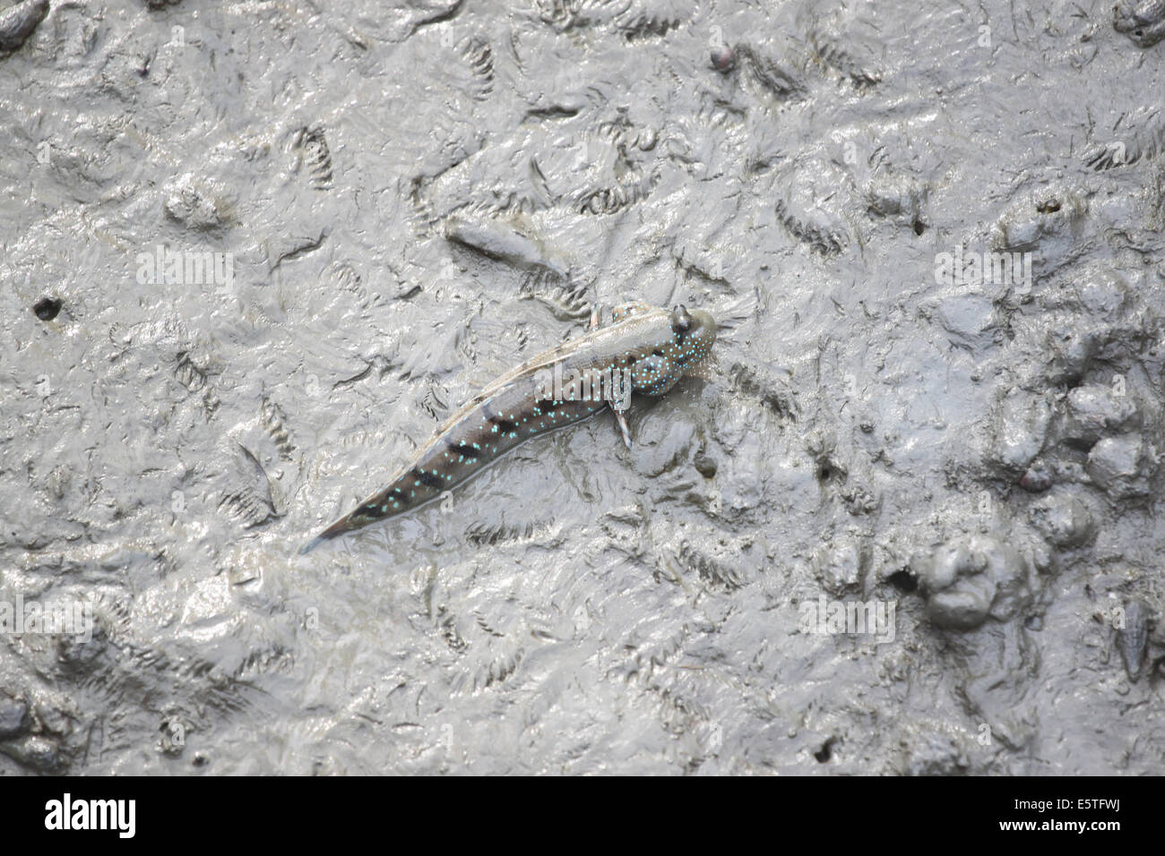 Mudskipper dans la forêt de mangrove de l'Asie la Thaïlande. Banque D'Images