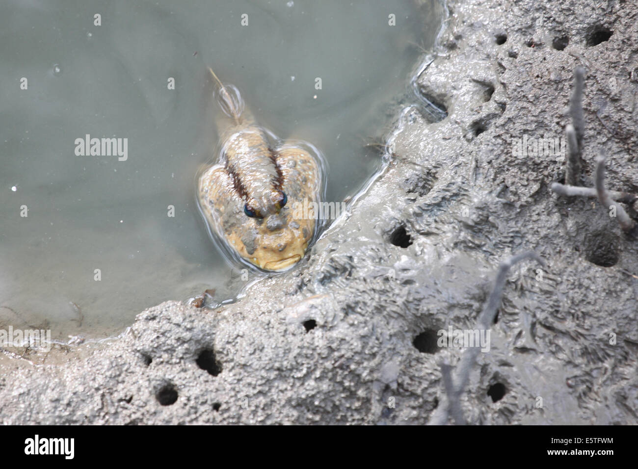 Mudskipper dans la forêt de mangrove de l'Asie la Thaïlande. Banque D'Images