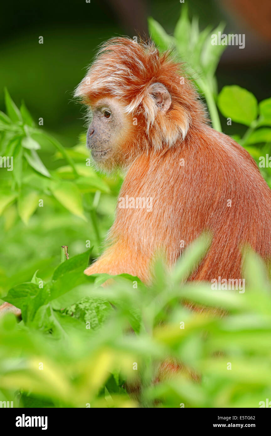 L'Est de Javan Lutung ou ébène étoilés (Trachypithecus auratus auratus Langur), sous-espèce, originaire de Java, captive, Allemagne Banque D'Images