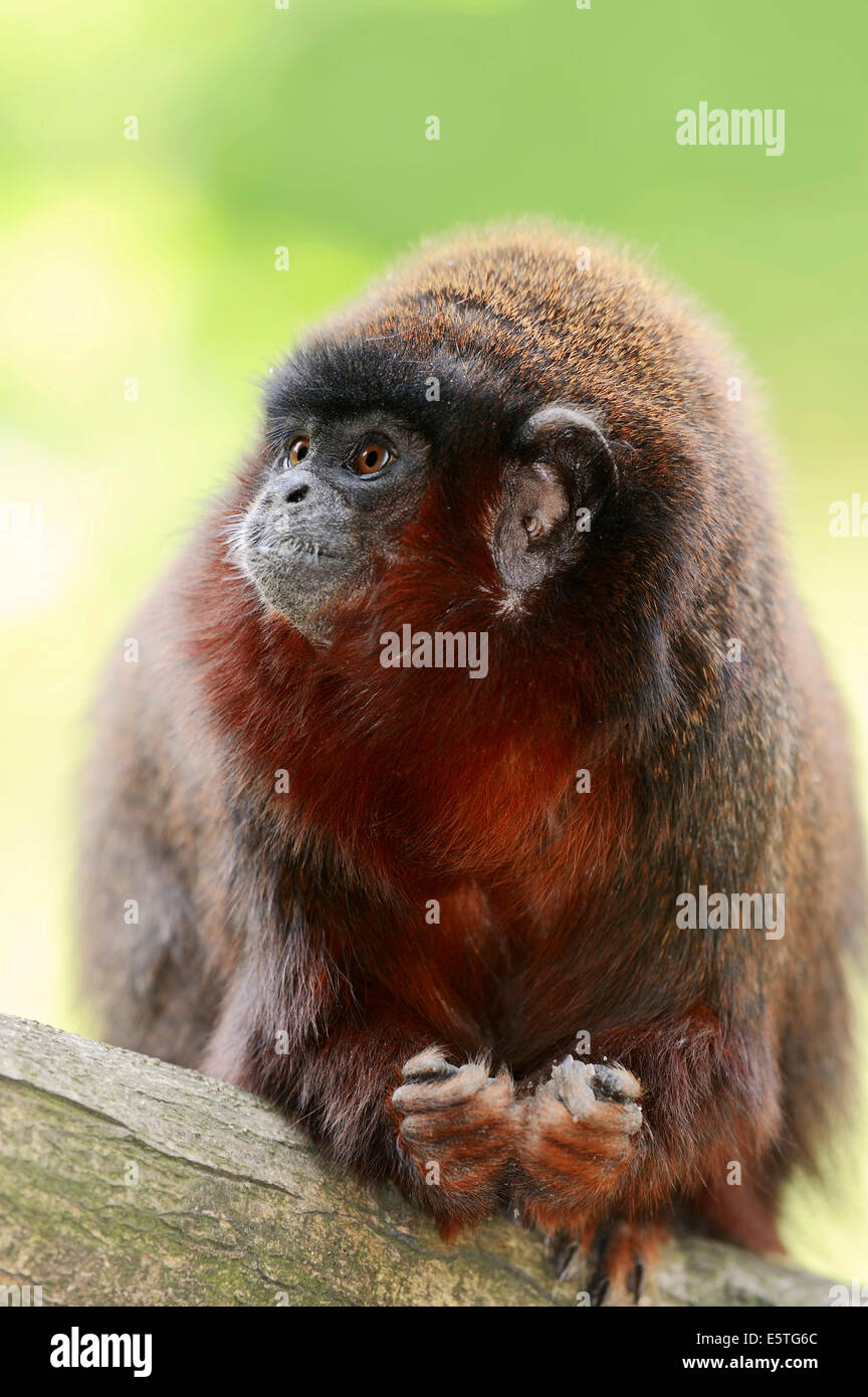 Titi cuivrée ou rouge singe singe Titi (Callicebus cupreus), Allemagne Banque D'Images