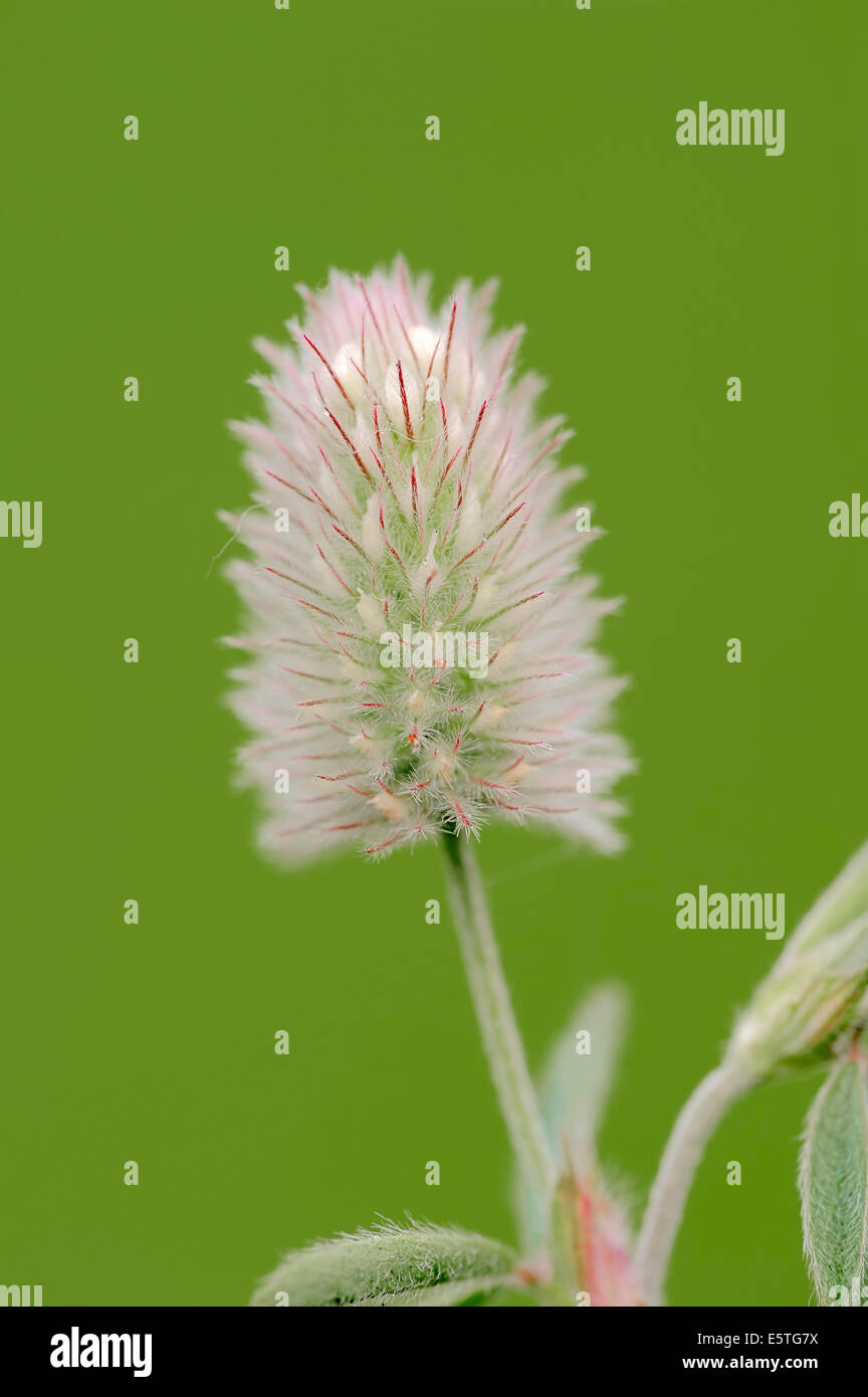 Hare's-foot trèfle (Trifolium arvense), fleur, Rhénanie du Nord-Westphalie, Allemagne Banque D'Images