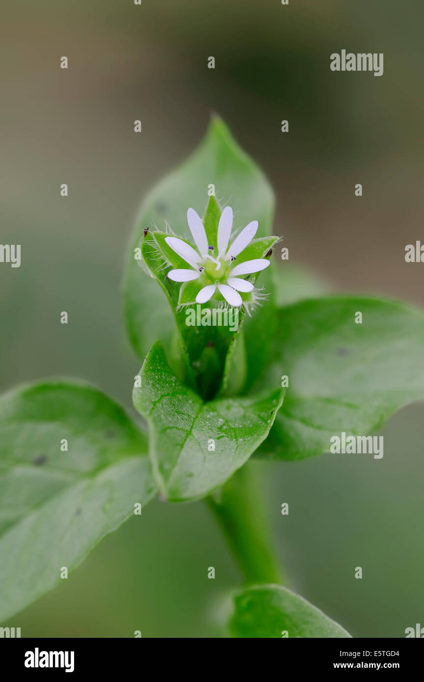 Le mouron des oiseaux (Stellaria media), fleur, Rhénanie du Nord-Westphalie, Allemagne Banque D'Images