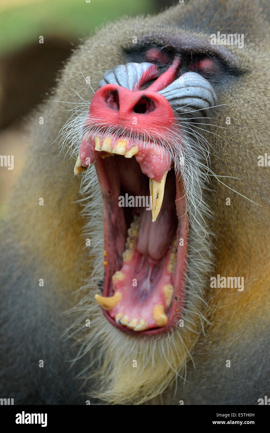 Mandrill (Mandrillus sphinx), homme, bâillements, captive, région Sud-Ouest, Cameroun Banque D'Images