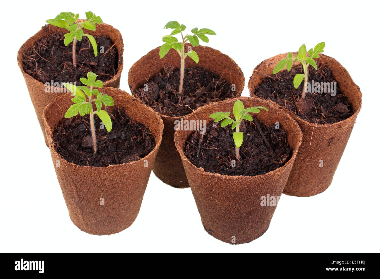 Plants de tomate (Solanum lycopersicum) croissant dans des pots biodégradables Banque D'Images