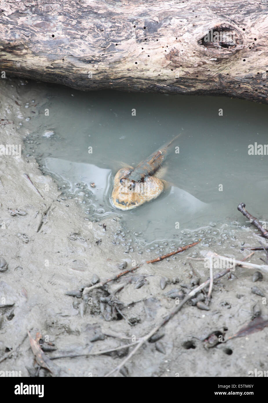 Mudskipper dans la forêt de mangrove de l'Asie la Thaïlande. Banque D'Images