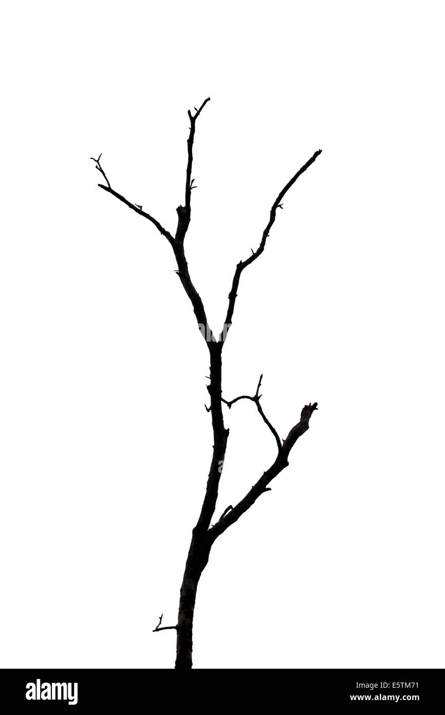 La mort, l'arbre isolé sur fond blanc. Banque D'Images