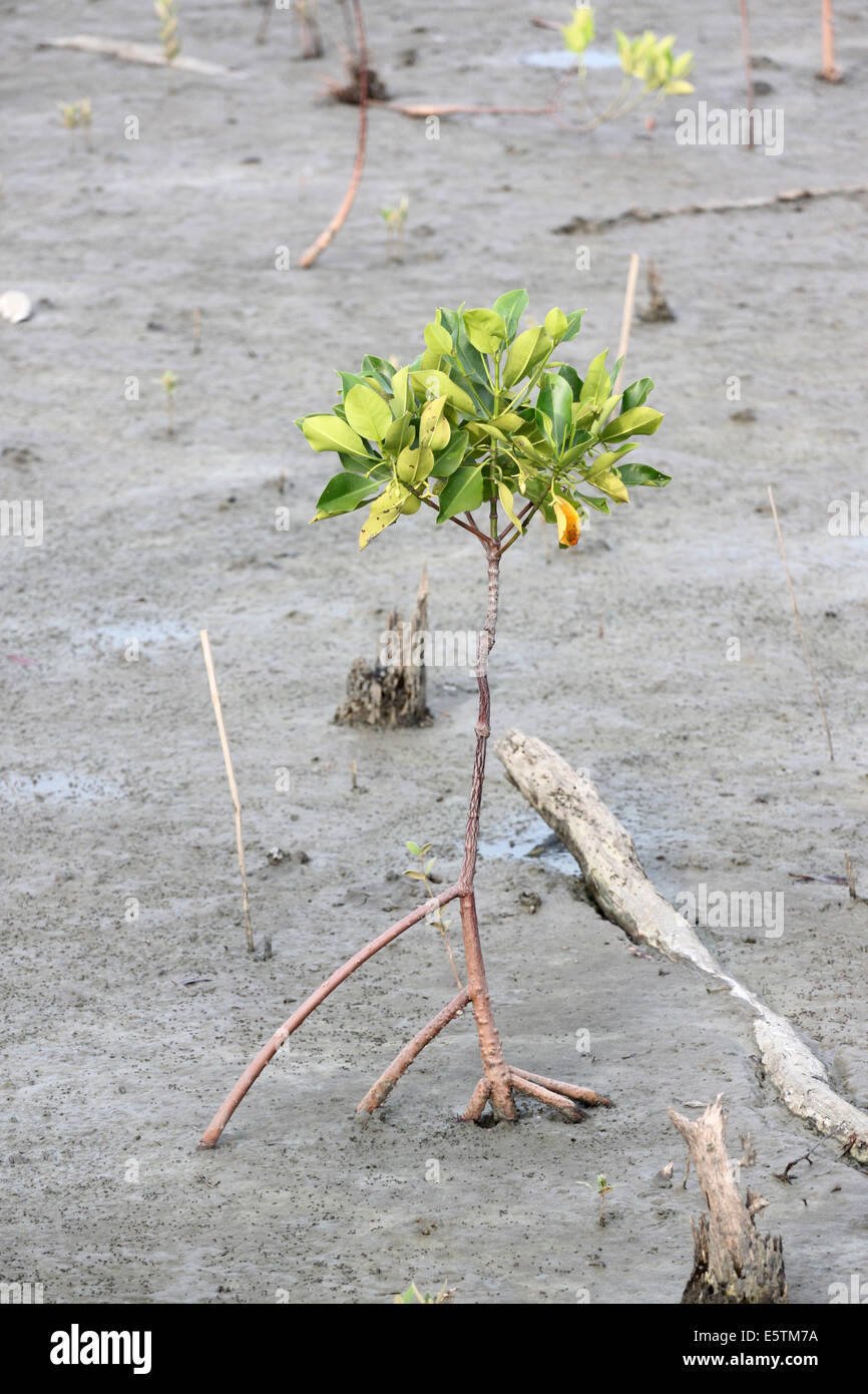 Propagée pour arbres de mangrove sur la zone côtière. Banque D'Images