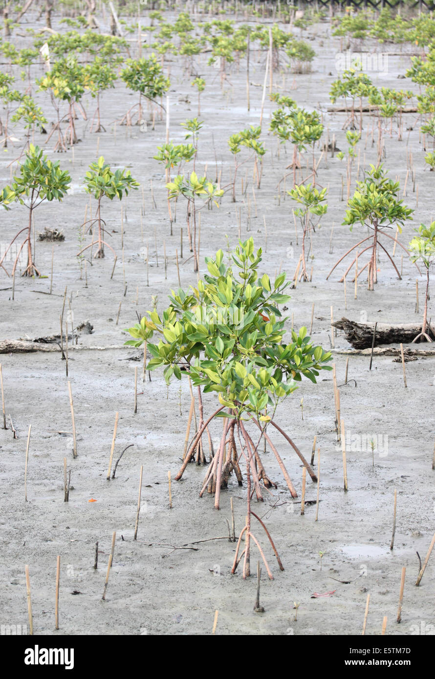 Propagée pour arbres de mangrove sur la zone côtière. Banque D'Images