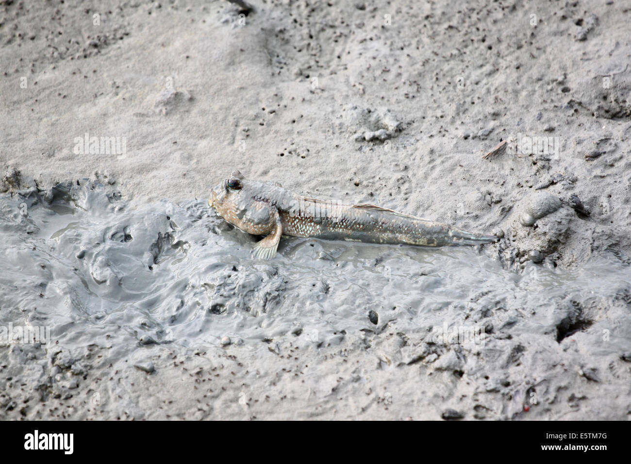 Mudskipper dans la forêt de mangrove de l'Asie la Thaïlande. Banque D'Images